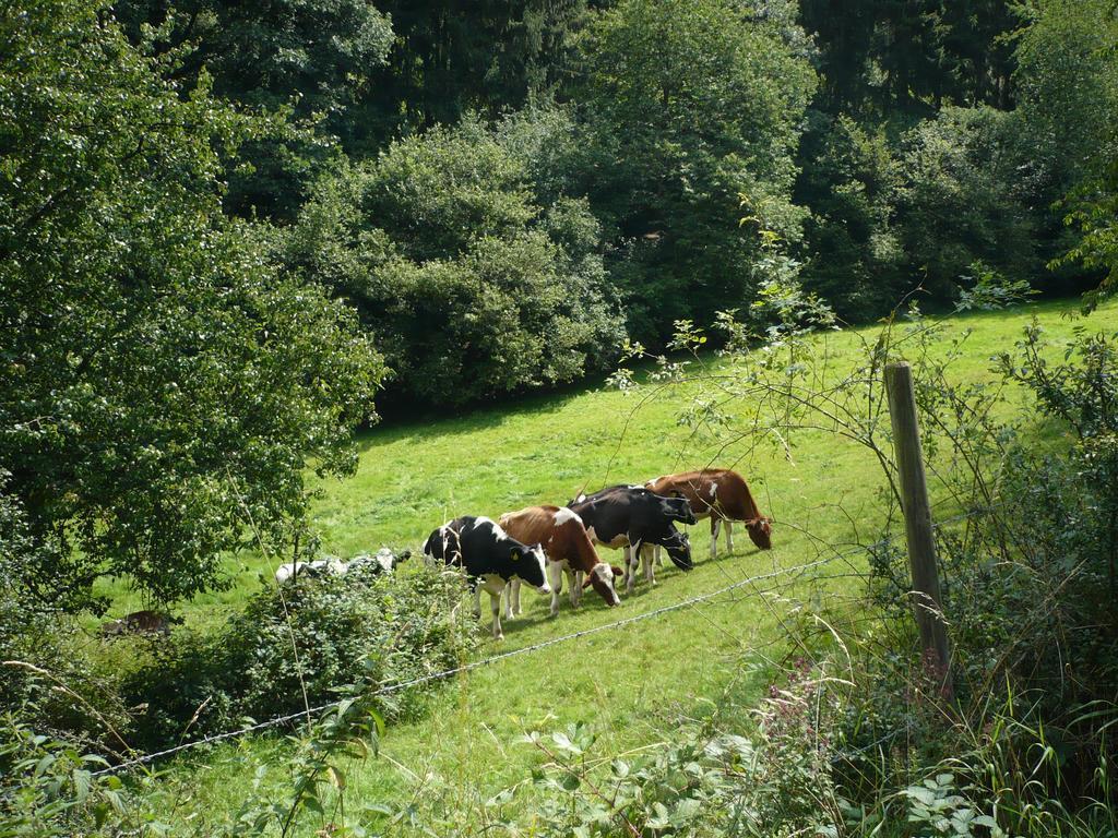 Ferienwohnungen Meindl Idar-Oberstein Ruang foto